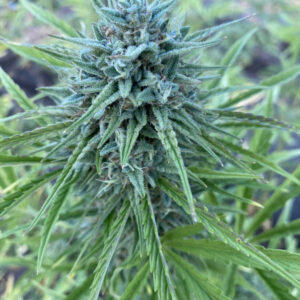 Cantaloupe Kush Auto (NL Auto x West Coast OG Auto) 5 Feminized Autoflower Seeds