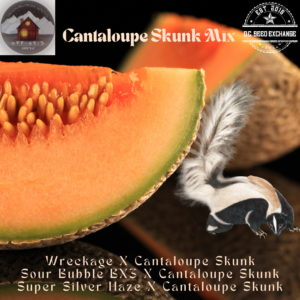 Cantaloupe Skunk Mix 15 Regular Seeds