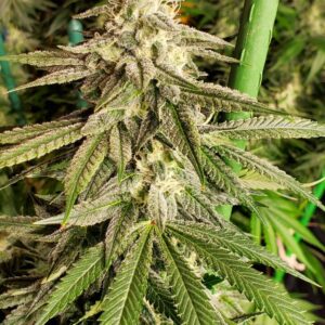 Cap Junky x Sour Diesel F1 10 Regular Seeds