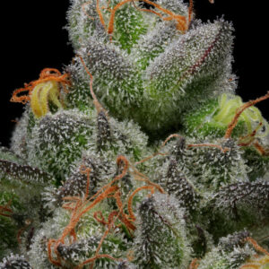 Caramel Cream Auto F2 5 Feminized Autoflowering Seeds
