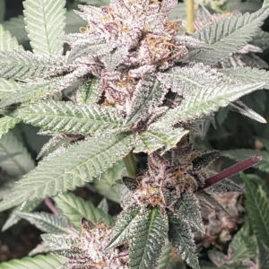 Celestial Tremors F1 (Hotcakes x Platinum Kush) 6 Feminized Seeds