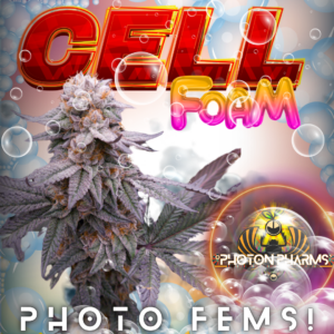 Cell Foam F1 (Bubble Bath F3 x Suge White S2) 5 Feminized Photoperiod Seeds