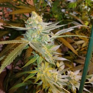 Chamhaole F3 (Underdawg D x [{Dragon's Blood Hashplant x Afgooey} x White Cherry Truffle]) 10 Regular Seeds