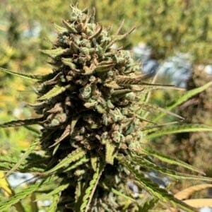 CheeseSus Christ Auto (Cheese Haze x Cheese Haze) 5 Feminized Autoflower Seeds