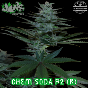 Chem Soda F2 (Black Cherry Soda x Chemdawg D) 12 Regular Seeds