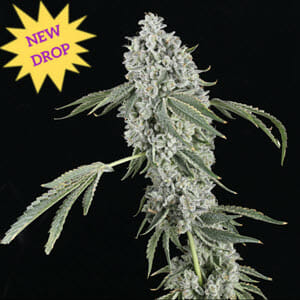 Chem Sweat Gelly Auto F1 (Chem Sweat x Gelato Auto) 5 Feminized Autoflower Seeds