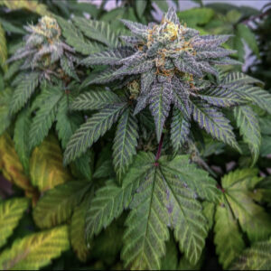 Chemmy Blues (Chemdog 4 x Blueberry Temple) 10 Regular Seeds