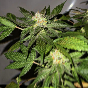 Cherry Racer (High Miracle Alien Cookies x 88 Cherries) 6 Feminized Seeds