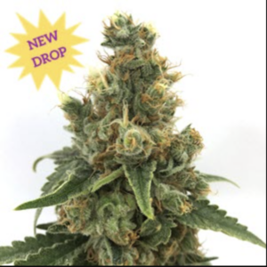 Cherry Soda Syrup Auto (Cherry Cola x Gelato Auto) 5 Feminized Autoflower Seeds