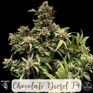 Chocolate Diesel F4 10 Regular Seeds