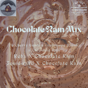 Chocolate Rain Mix Pack 15 Regular Seeds