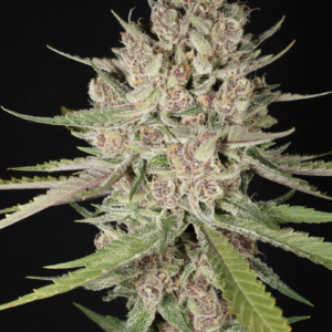 Chupil F1 (UK Cheese S1 x Star Pupil) 7 Feminized Seeds