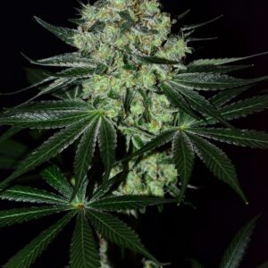 Coast Fork OG (Black Triangle x F4 Blueberry) 13 Regular Seeds