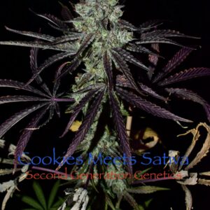 Cookies Meets Sativa (Candyland x F13 #5) 13 Regular Seeds