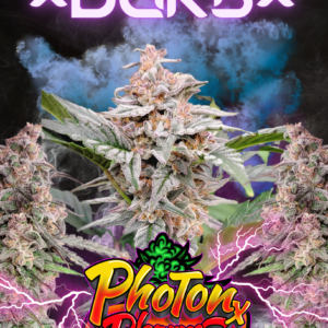 DGKB Auto 5 Feminized Autoflower Seeds