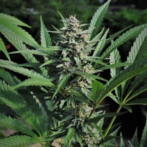 Loki OG 10 Regular Autoflowering Seeds