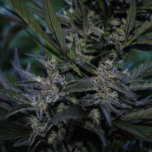 Coal Miner's Daughter F5 10 Regular Autoflowering Seeds