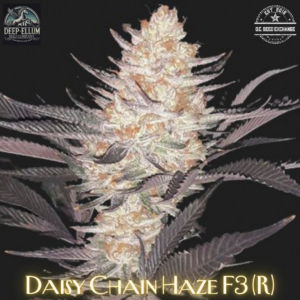 Daisy Chain Haze F3 (Blue Euphoria x Candy Haze) 10 Regular Seeds