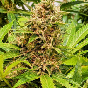Deadly Sativa F2 (Amnesia Haze x Prayer Tower Sativa) 13 Regular Seeds