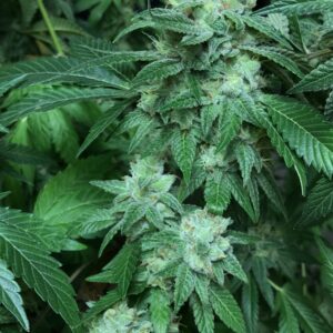 Diamond Killerz S1 (Diamond Killerz x Diamond Killerz) 12 Feminized Seeds