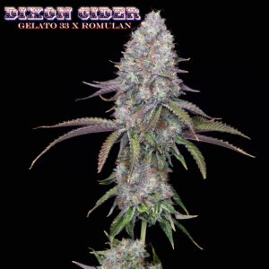 Dixon Cider F1 (Gelato #33 x Romulan) 12 Regular Seeds