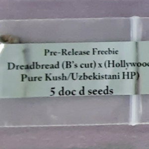 Doc D Seeds Dreadbread x (Hollywood Pure Kush/Uzbekistani) HP 5 Regular Seeds