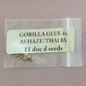 Doc D Seeds GG4 x A5 Haze/Thai BX 11 Regular Seeds
