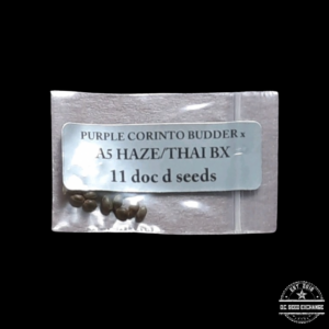 Doc D Seeds Purple Corinto Budder x A5 Haze/Thai BX 11 Regular Seeds