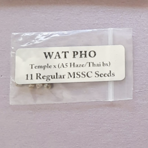 Doc D Wat Pho 11 Regular Seeds