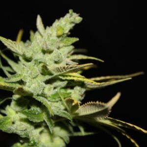 Doc Hollywood F1 11 Regular Seeds