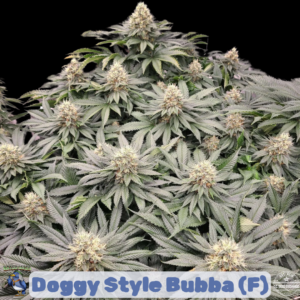 Doggy Style Bubba (Dogwalker OG x Pre98 Bubba Kush) 6 Feminized Seeds