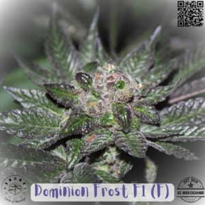 Dominion Frost F1 (Dominion Skunk x Sensi 13) 12 Feminized Seeds