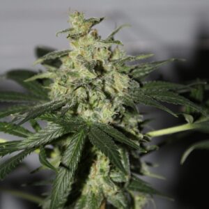 Dominion Killerz (Dominion Skunk x Carbon Killerz) 12 Feminized Seeds