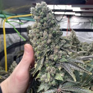 Double Dose Diesel S1 (Original Diesel x Sour Diesel) 6 Feminized Seeds