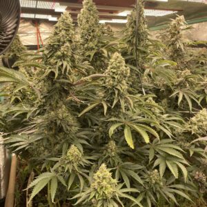 Double Dose Diesel F1 (Original Diesel x '08 Sour Diesel) 10 Regular Seeds