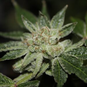 Double Triangle F1 11 Regular Seeds
