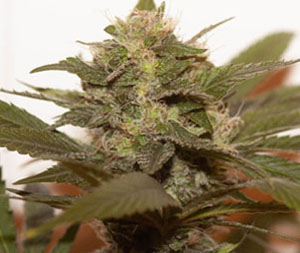 Dracarys (Gorilla Glue #4 x Pre-98 Bubba Kush) 6 Feminized Seeds