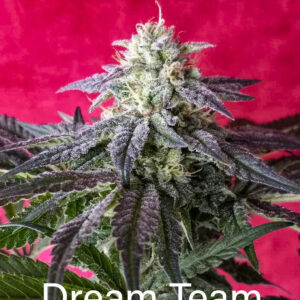 Dream Team F1 (Tahoe OG x Chemdog D/98 Bubba Kush) 7 Feminized Seeds