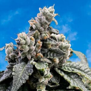 Dreamsz (Ztarburst x Raspberry Boogie-RVSD) 4 Feminized Seeds