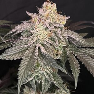 Dunkin F1 (GSC Forum S1 x Chemdog D/98 Bubba Kush) 7 Feminized Seeds