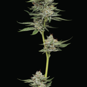 Durban Poison Auto 5 Feminized Autoflower Seeds