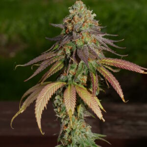 Emoji (Goji Pupil x Anaphylaxis) 7 Feminized Seeds