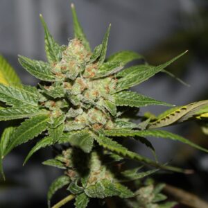 Ethiopian Gold F1 11 Regular Seeds