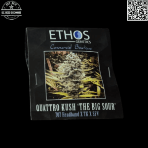 Ethos Genetics Quattro Kush "The Big Sour" (707 Headband x Triangle Kush x San Fernando Valley) 10 Regular Seeds