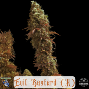 Evil Bastard (F1 Durban x Sour Diesel) 10 Regular Seeds