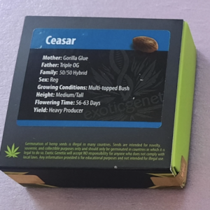 Exotic Genetix Ceasar F1 10 Regular Seeds