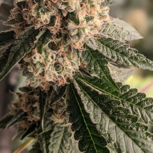 Fashion Tape F1 (Duct Tape x GMO x GMO x The Inhaler) 12 Regular Seeds