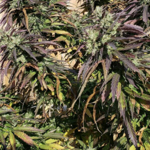 Fast Finola F3 10 Regular Seeds