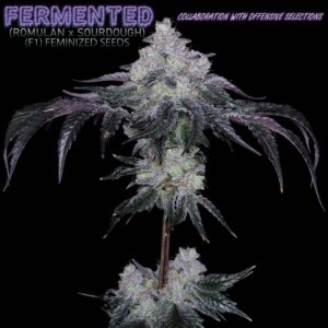 Fermented F1 (Romulan x Sourdough) 6 Feminized Seeds