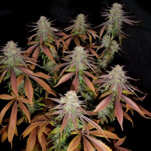 Five Star F1 (Thai x Afghanistan x Pakistan) 7 Feminized Seeds